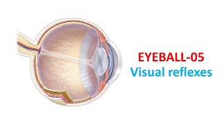 Visual reflexes Prof Dr Md Ashfaqur Rahman [upl. by Adnovad]