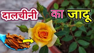 गुलाब पर दालचीनी के 7 चमत्कारी फायदे Rose plant growing tips Rose plant care Plant caregulab [upl. by Anelra]