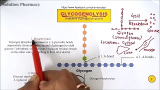 Glycogenolysis Part03  Glycogen Breakdown Pathway  Metabolism of Glycogen into Glucose  HINDI [upl. by Llerrej776]