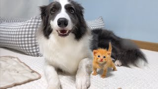 Tiny Kitten Was Rescued and Raised By Border Collie Now He Considers Himself a Dog [upl. by Kathlin]