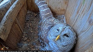 Barred Owls Belt quotWho Cooks For Youquot Calls Through The Treetops – March 1 2024 [upl. by Ahens389]