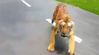 TIGER CHASES MOTORBIKE  real or fake [upl. by Jeroma]