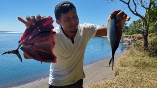 Así se atrapan a los peces en el Mar para LA PECERA o Acuario de Peces  fish aquarium [upl. by Ylimme]