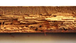 What is Woodworm Problems and Woodworm Treatment by Protum Services Ireland  Protumie [upl. by Queenie341]