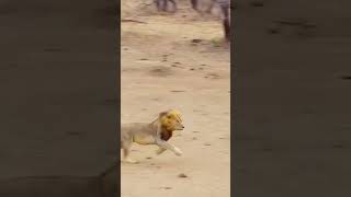 Lion attack hyenaanimals wildlife wildanimals foryou fyp [upl. by Thgiwd944]