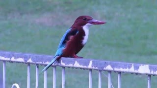 שלדג לבןחזה  Whitethroated Kingfisher [upl. by Maharva817]