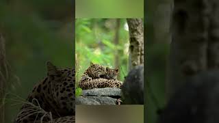 Pench National Park  A Leopard Haven [upl. by Habas]