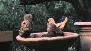 Baby Owls in Bird Bath [upl. by Tonnie]