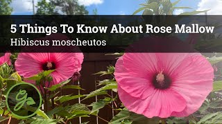 5 Things to Know About Rose Mallow  Hibiscus moscheutos 🌺 [upl. by Kentigerma]