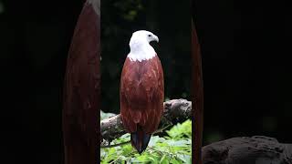 Brahminy Kite Eagle turning its head without moving the body island [upl. by Herries]