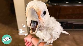 Cockatoo Starts Jamming To Rock Songs Lady Left Speechless  Cuddle Buddies [upl. by Ave]