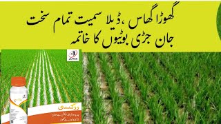 how to control ghora gass deheela Swanki weeds control in rice croppaddy weeds [upl. by Naujik838]