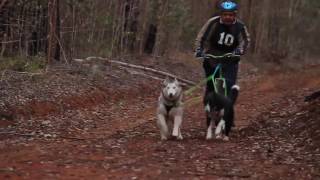 2016 Red Mile Muster Sled Dog Racing Queensland  Race 3 [upl. by Grannie594]