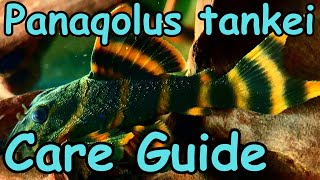 Panaqolus tankei Pleco L398 Care Guide [upl. by Ilyse548]