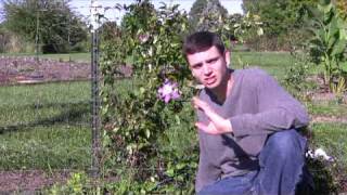 Clematis Care Tips StepByStep Gardening [upl. by Feirahs]