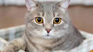 Home Remedies for Cat Tear Stains [upl. by Annodam846]