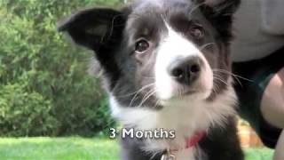 Scrappy the Border Collie Puppy [upl. by Thorvald660]