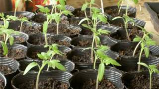 Phototropism in Tomatoes  Timelapse [upl. by Atinus]