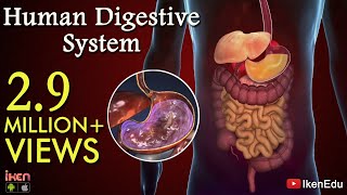 Learn About Human Digestive System  Animation Part 1 iKen  iKen Edu  iKen App [upl. by Ayouqes]