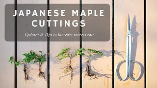 Japanese Maple Cuttings  Updates and Tips on increasing success rate Things I did [upl. by Drusie]