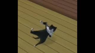 cat dancing shake meme gato bailando shake [upl. by Sliwa748]