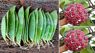 Propagating Hoya flower orchid by leaves and the results are amazing [upl. by Nerraf]