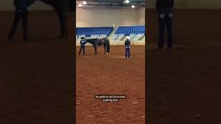 How does showmanship work aqha [upl. by Eugaet]