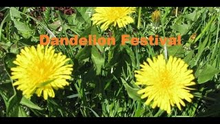 Dandelion Festival in Estonia Kihlepa [upl. by Neron]