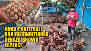 HINDI PROFITABLE ANG RECONDITIONED DEKALB BROWN LAYERS [upl. by Schmitt]