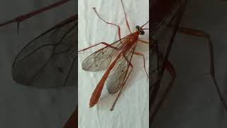 Ichneumon wasp fly kit ptanga kida garmi barish Bhagyalakshmi new episode [upl. by Darbee]