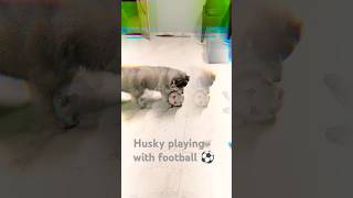 husky playing with football 😁 ytshorts  shorts video  trending [upl. by Acinnor]