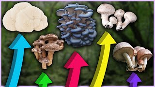 🍄 Comment choisir un CHAMPIGNON COMESTIBLE à CULTIVER  Guide débutant [upl. by Yecniuq]