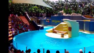 Loro Parque Puerto de la Cruz Tenerife [upl. by Hadik]