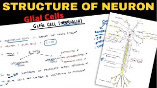 Structure of Neuron 22  Glial Cells  Nerve Muscle Physiology [upl. by Summers]