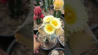 Astrophytum Myriostigma Var Bloom 😍😍 [upl. by Carlisle346]