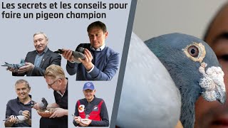 Les secrets et les conseils pour faire un pigeon champion [upl. by Notsla]