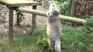 WHF Pallas Cat  Wei Shand Food Play [upl. by Changaris750]