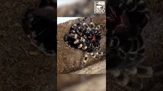 Tarantula Molting  Cincinnati Zoo shorts [upl. by Judas]