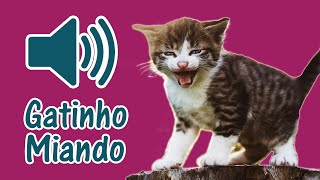 🐈 Som de Gato Filhote Miando  3 Barulho de Miado de Gatinho Filhotinho [upl. by Eiroc]