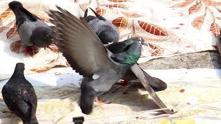 Pigeon Birds Fighting for Food  Morning Birds Video [upl. by Saffian]