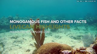 Monogamous Fish Pooping Parrotfish and Other Sea Life Facts [upl. by Einner]