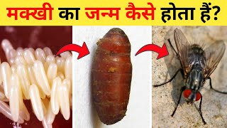 मक्खी का जीवन चक्र  Housefly Life Cycle Video  Life Cycle Of Housefly In Hindi  Makkhi Ka Janm [upl. by Siurad582]