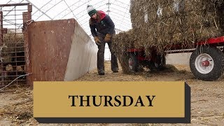 Five Days of Sheep Farming THURSDAY Vlog 120 [upl. by Yoreel680]