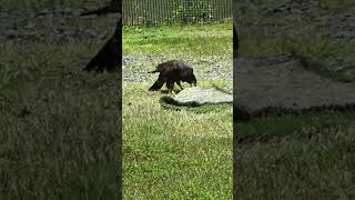 メダルを見失うよ💖フォークランドカラカラ★ディアちゃん★Striated Caracara★ [upl. by Jegar368]