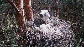 Northern goshawk nest camera [upl. by Ellezig]