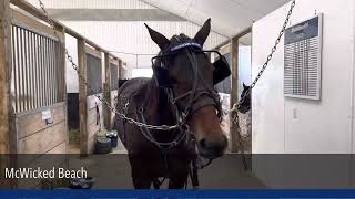 OAS2023 Yearlings Harness Racing Standardbreds in Training standardbreds [upl. by Onfroi]