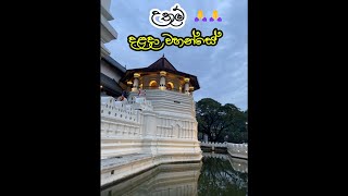 දළදා වහන්සේ🙏dalada maligawa Beauty of Temple of the Tooth trending shorts travel buddha [upl. by Winnifred174]