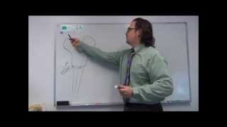 Neuroanatomy  Cranial Nerve VII  Drawing the Facial Nerve Pathways [upl. by Kcirnek]