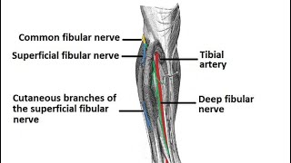 common fibular nerve دخالد البكوش [upl. by Nahtan]