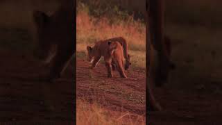 6 month old Rekero pride cubs playing at sunrise [upl. by Vez]